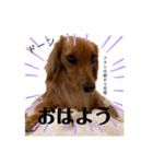 ミニチュアダックスのラナ（個別スタンプ：26）