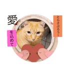 とらさぶろうコレクション（個別スタンプ：2）