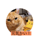 とらさぶろうコレクション（個別スタンプ：8）