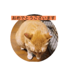 とらさぶろうコレクション（個別スタンプ：11）