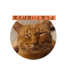 とらさぶろうコレクション（個別スタンプ：12）