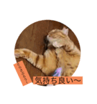 とらさぶろうコレクション（個別スタンプ：13）