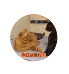 とらさぶろうコレクション（個別スタンプ：14）
