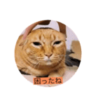 とらさぶろうコレクション（個別スタンプ：15）