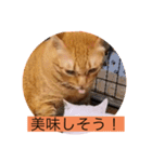とらさぶろうコレクション（個別スタンプ：17）