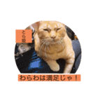 とらさぶろうコレクション（個別スタンプ：20）