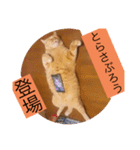 とらさぶろうコレクション（個別スタンプ：21）