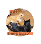 とらさぶろうコレクション（個別スタンプ：24）