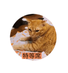 とらさぶろうコレクション（個別スタンプ：27）
