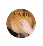とらさぶろうコレクション（個別スタンプ：28）