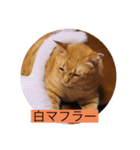 とらさぶろうコレクション（個別スタンプ：29）