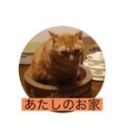 とらさぶろうコレクション（個別スタンプ：30）