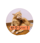 とらさぶろうコレクション（個別スタンプ：33）