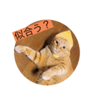 とらさぶろうコレクション（個別スタンプ：34）