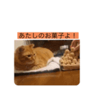 とらさぶろうコレクション（個別スタンプ：36）