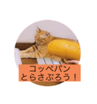 とらさぶろうコレクション（個別スタンプ：39）
