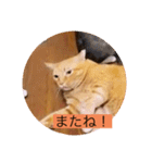 とらさぶろうコレクション（個別スタンプ：40）