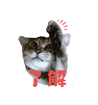 mi‐naチャン（個別スタンプ：8）