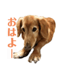りくの日常 第2弾です（個別スタンプ：4）