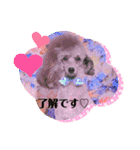 トイプー（シルバー）☆Luke☆Ⅱ（個別スタンプ：2）