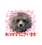 トイプー（シルバー）☆Luke☆Ⅱ（個別スタンプ：5）