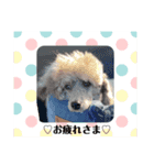 トイプー（シルバー）☆Luke☆Ⅱ（個別スタンプ：8）