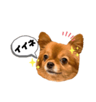 ちゃちゃんぷぅ2（個別スタンプ：1）