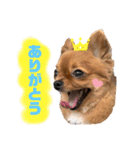 ちゃちゃんぷぅ2（個別スタンプ：2）