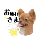 ちゃちゃんぷぅ2（個別スタンプ：3）