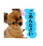 ちゃちゃんぷぅ2（個別スタンプ：4）