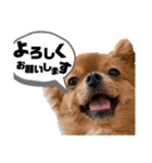 ちゃちゃんぷぅ2（個別スタンプ：10）