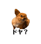 ちゃちゃんぷぅ2（個別スタンプ：11）