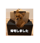ちゃちゃんぷぅ2（個別スタンプ：14）