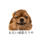 ちゃちゃんぷぅ2（個別スタンプ：22）