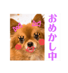 ちゃちゃんぷぅ2（個別スタンプ：23）