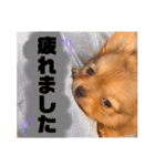 ちゃちゃんぷぅ2（個別スタンプ：24）