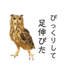 かわいいフクロウちゃんたち（個別スタンプ：3）