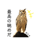 かわいいフクロウちゃんたち（個別スタンプ：6）