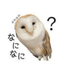 かわいいフクロウちゃんたち（個別スタンプ：7）