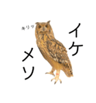 かわいいフクロウちゃんたち（個別スタンプ：8）
