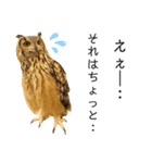 かわいいフクロウちゃんたち（個別スタンプ：12）