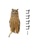 かわいいフクロウちゃんたち（個別スタンプ：15）