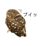 かわいいフクロウちゃんたち（個別スタンプ：16）