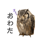 かわいいフクロウちゃんたち（個別スタンプ：19）