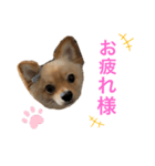 可愛いぽんた1（個別スタンプ：2）