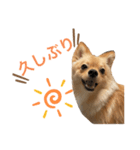 可愛いぽんた1（個別スタンプ：4）