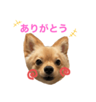 可愛いぽんた1（個別スタンプ：5）