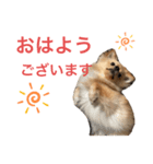 可愛いぽんた1（個別スタンプ：7）