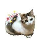 Mokittyファミリー：moki：（個別スタンプ：1）