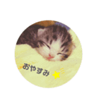 Mokittyファミリー：moki：（個別スタンプ：3）